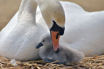 Adult swan nurturing cygnet at Abbotsbury Swannery in Dorset