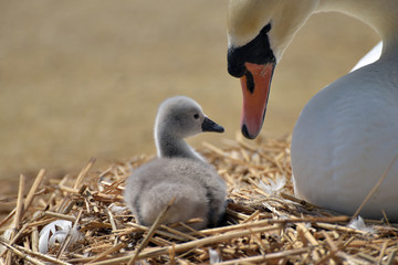 Fototapeta premium Adult swan nurturing cygnet at Abbotsbury Swannery in Dorset