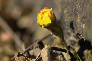 first flowers of spring thaw comes