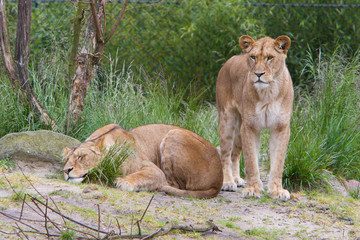 Large lioness in green environment