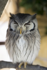 Fototapeta premium Small sleeping owl, Kyushu, Japan