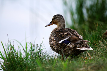 landscape wildlife duck drakes