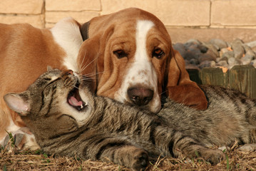 Dog and cat - 86764619