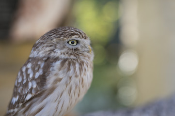 Closeup of small brown owl in Kyushu, Japan