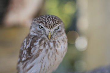 Closeup of small brown owl in Kyushu, Japan