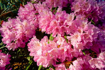 Blooming rhododendron flowers