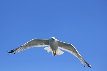 Seagull wingspread against clear sky 2