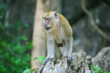 monkey nature wild forest