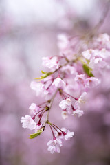 Closeup of Sakura Cherry Blossom (Prunus serrulata)