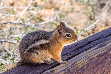 Naklejka na ściany i meble Chipmunk in the Bryce Canyon