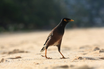 exotic bird walking along the beach hunting