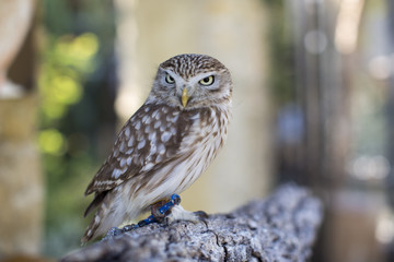 Small brown owl on a branch in Kyushu, Japan