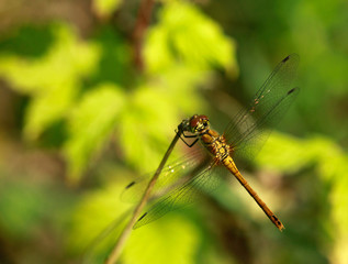 dragonfly