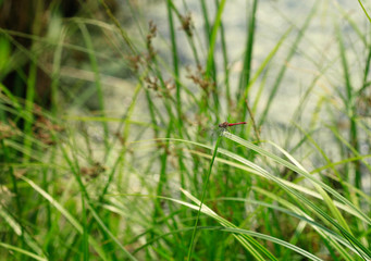 dragonfly