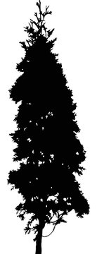 fir small tree black isolated silhouette illustration