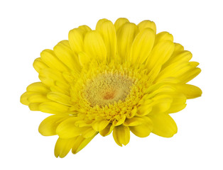 isolated small golden bloom