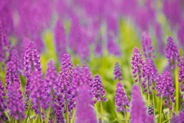 purple muscari blossom background