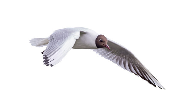 isolated flying black-headed small gull