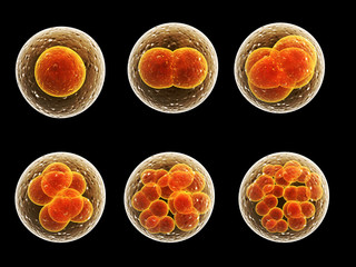 Process division of cell