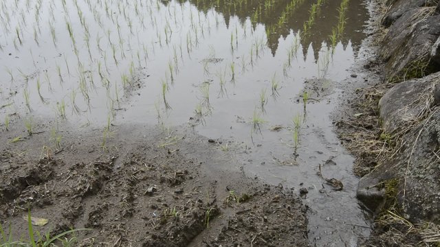 田植えしたばかりの水田と補充される水