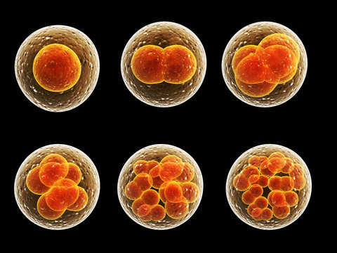 Process division of cell