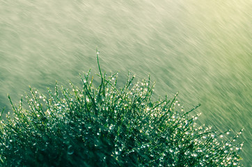 Regen über Grasbüschel