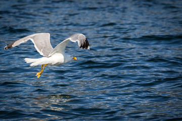 Fototapeta premium Gabbiano reale mediterraneo - (Larus michahellis)