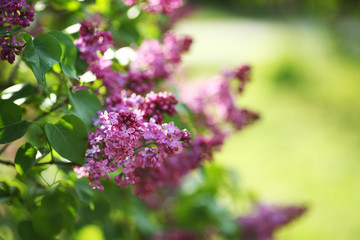 Fototapeta na wymiar blooming lilac on a green background