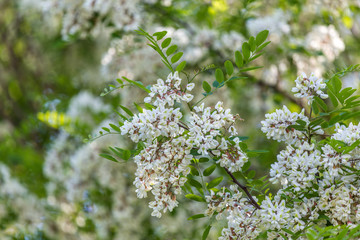 Acacia tree in bloom. Medical treatment