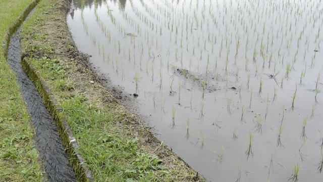 田植えしたばかりの水田と水路