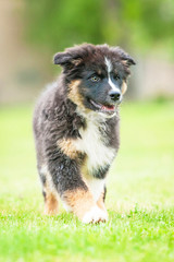 Australian shepherd puppy on the walk
