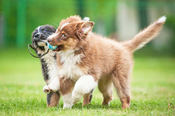 Australian shepherd puppies playing with a ball