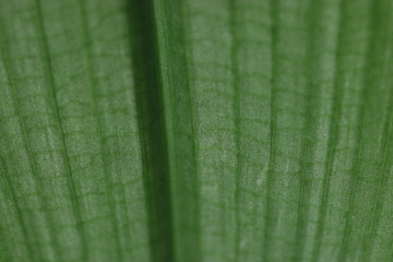 Abstract blurred background texture