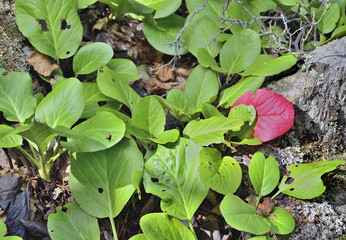 Medicinal herb bergenia (Bergenia pacifica) 2