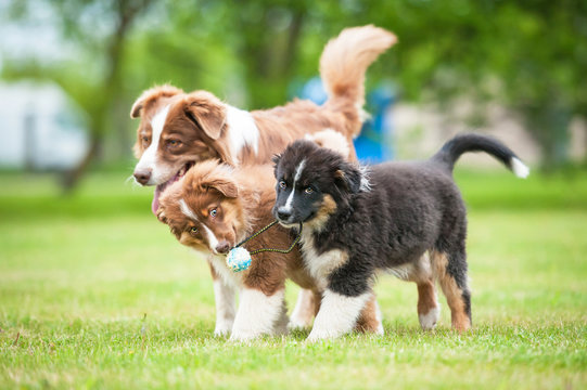 Australian shepherd dog playing with puppies