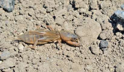Molecricket 2