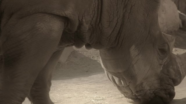 a rhinoceros at the zoo