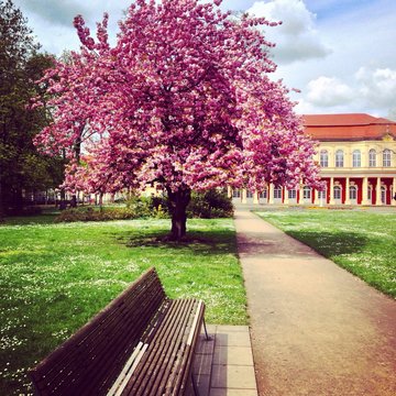 Bl&uuml;hender Kirchbaum