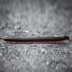 caterpillar on a gray stone