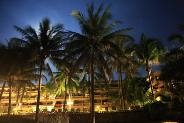 Fototapeta premium tropical palms