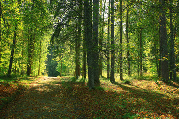 Fototapeta na wymiar autumn park landscape with trees with yellow foliage