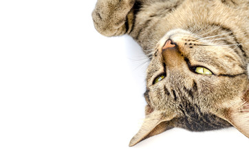 cute short hair tabby isolated