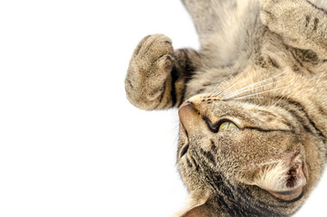 cute short hair tabby isolated
