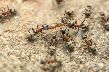 Swarm Of Ants Fights For Food Macro Close Up