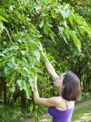 Girl eats mulberries from the tree.