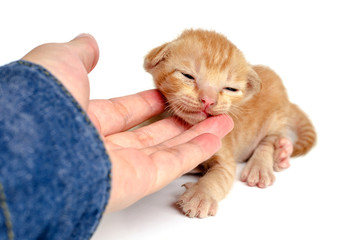 Little orange kitten sick on hand