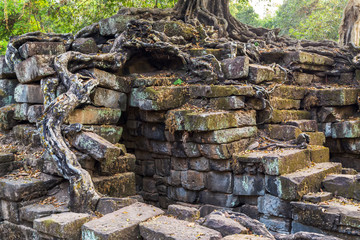 banyan tree in ruin Angkor Wat, Siem Reap, Cambodia.