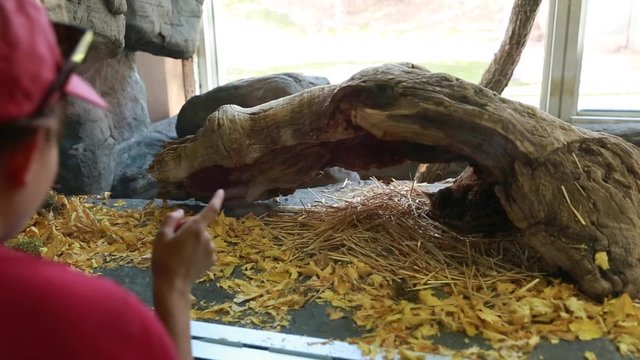people looking at sleeping sand cat in zoo