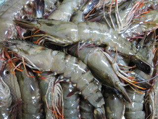 ブラックタイガー（ウシエビ）