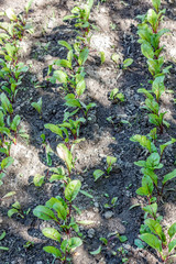 The beet tops.   
Beets growing in the vegetable  garden Household plot. Dacha.